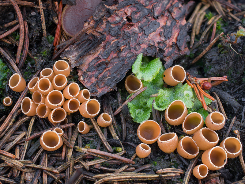 geopyxis carbonaria